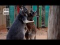 Kangaroo Practices Boxing #Shorts