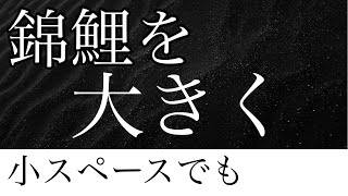 小さな池でも錦鯉を大きく成長させる方法はこれ一択です。　#錦鯉飼育 #錦鯉