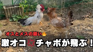 おとなしいチャボが怒るとこうなる！【ニワトリ飼育】【ケンカ】