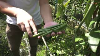 Vanilla Tanaman Berimpak Tinggi