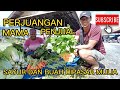 EPS 5| PAGI YANG CERAH DIPASAR MULIA PUNCAK JAYA