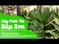 Cay Phát Tài Búp Sen: Ý nghĩa phong thuỷ, hợp tuổi nào, mệnh nào, cách chăm sóc