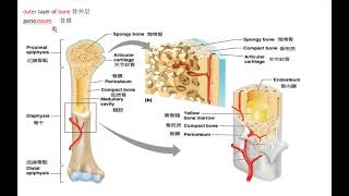 20210706 MBLEX 美国联邦按摩考题大纲 生理 骨骼