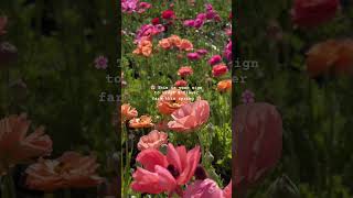 This one is at the Earthbound farm stand in Carmel Valley 🌷 #flowerfarm #flowerfield #cutflowers