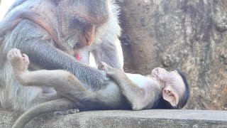 Smart Baby Monkey So cute Berrica Mama Monkey Berry are grooming