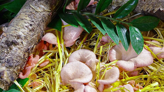 Как растут грибы Ускоренная съемка Flamingoseitling - Rosenseitling - Pleurotus djamor 4k Time laps