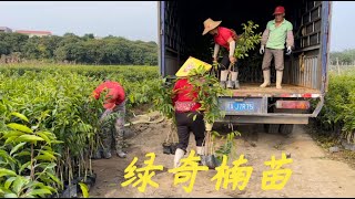 【老林赶野】老林今天按照廣西客戶的要求，發1100棵優良品種綠奇楠老苗