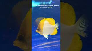 Yellow Pyramid Butterflyfish V255 #shorts #short #shortvideo #fish #trending #pets #fishing 🐠🐠🐠