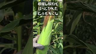 農業初心者【とうもろこし収穫時期を逃したら…】悲🥺#家庭菜園 #shorts #sweetcorn #short