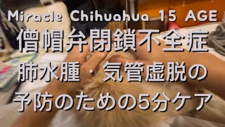 ↑【チワワ】僧帽弁・肺水腫・気管虚脱　予防のための5分ケア