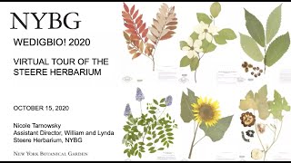 WeDigBio! 2020 Virtual Tour of the Steere Herbarium