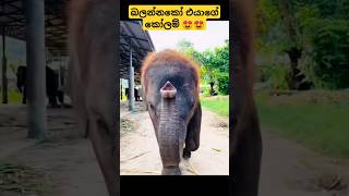 බලන්නකෝ එයාගෙ කෝලම් 😍😍 #ytshorts #viralvideo #shorts