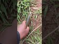 Lokasi sungai gacor sofrog enak di makan gabus #fishing #gacor #viralvideo #enak #sungai #gabus #1k