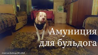 Джонни-хулиган,Джонни примеряет амуницию папы