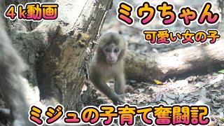 【赤ちゃん・ニホンザル・４K動画】ミウちゃんの夏