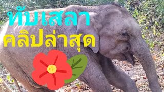 คลิปล่าสุดทับเสลาในป่า🌱🐘🐘🐘🌱เสลากับแม่วาแม่ดอกรักยังอยู่ด้วยกันที่ ลำห้วยโอบหึก ใกล้ฝั่งผาด่าน