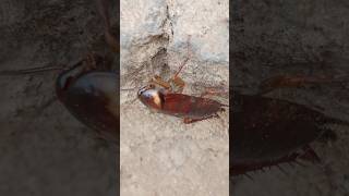 Cockroach crawling around.#cockroach #shorts