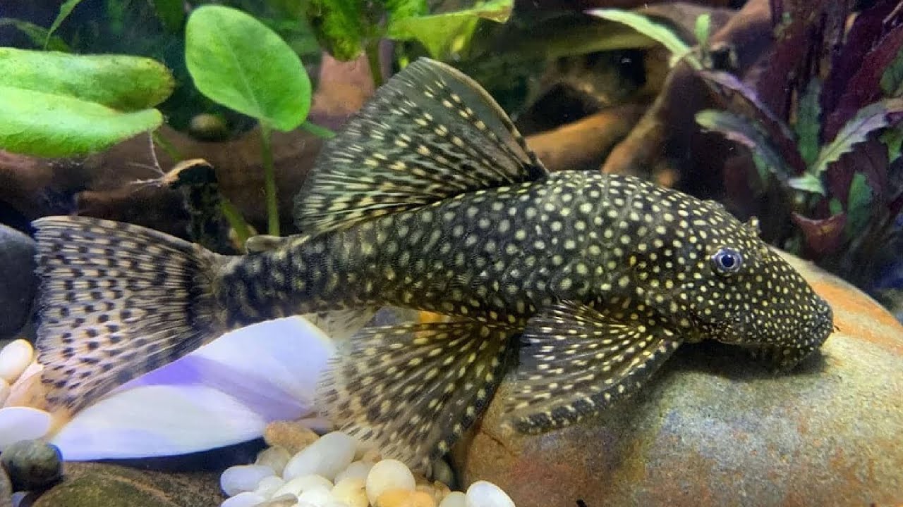 Bristlenose Pleco Ancistrus: Your Complete Guide To Lively Aquariums ...