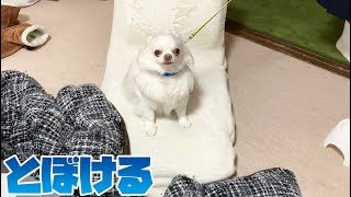 散歩前のとぼける犬！「オデを見るな」チワワのコハク