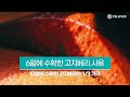 셀플렉스코리아 닝샤 고지베리 구기자 99.9% 제품 소개