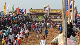 திருச்சி மாவட்டம் பெரிய சூரியூர் ஜல்லிக்கட்டு 2024, Trichy mavattam periya sooriyur jallikattu 2024