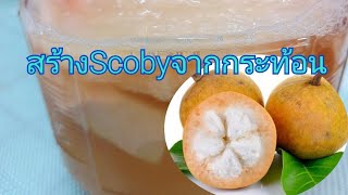 #การสร้างScobyจากกระท้อน ep.159