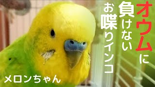 【オウムに負けないお喋りインコがこちら】おしゃべりインコメロンちゃん