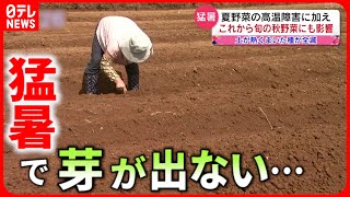 【野菜】ダイコン全滅… 猛暑で\