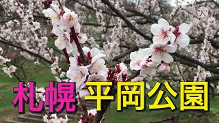 【札幌】平岡公園の梅の花が見頃でした！【樺太チャンネル/сахалин】