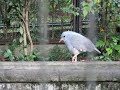 野毛山動物園のカグー