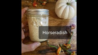 How to Make Horseradish From Fresh Roots \u0026 Apple Cider Vinegar Spicy Herbs Pungent!