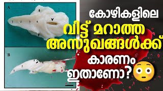 Chicken Disease  | കോഴികൾക്ക് വിട്ട മറാത്ത അസുഖങ്ങൾ ഇത് കൊണ്ടാണോ? | Poultry Media