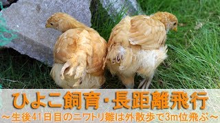 ひよこ飼育36・長距離飛行～生後41日目のニワトリ雛は外散歩で3m位飛ぶ～