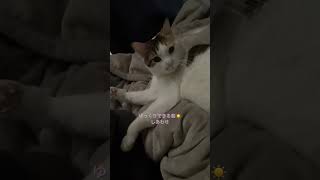 #猫動画 #やっぱり猫が好き #みけねこ