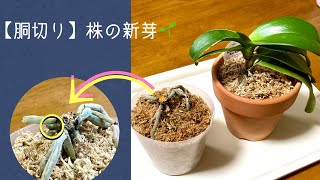 2021年9月18日　【胴切り】下株の新芽🌱が成長して来たので、水のやり方を変えます　上株に新根が出ているので、来春には又【胴切り】をする予定です　　お買得品の新芽🌱