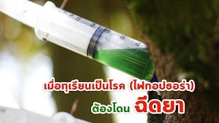 เมื่อทุเรียนเป็นโรค (ไฟทอปธอร่า) ต้องโดน ฉีดยา | ฝังเข็มทุเรียน