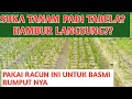 tanam padi tabela banyak gulma || begini cara atasi nya