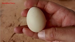 KarlaDevi Farm | Identifying Country Chicken Eggs: The Complete Guide to avoid Fake \