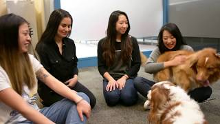 Sit, Stay, Heal: Therapy dogs really do help university students