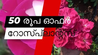 50 രൂപയ്ക്ക് അവൈലബിൾ ആയ റോസ് പ്ലാന്റ്സ് കാണാം ❤️#rose #rosenursery #garden #sale#rosesalevedeo