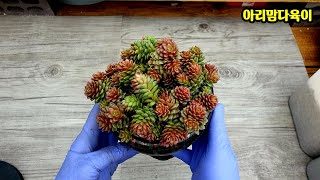 물이들면 장미송이 처럼 예쁜 리틀쨈 키우기?多肉植物 succulent plant 다육식물