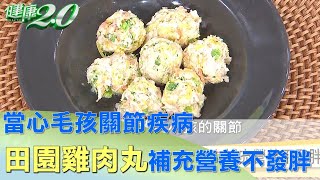 毛孩常見關節疾病 田園雞肉丸 補充營養不發胖 健康2.0