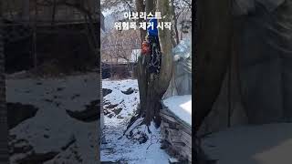 아보리스트 위험목 제거작업 시작하는 중