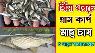 বিনা খরচে গ্ৰাসকার্প মাছ চাষ | আট মাসে দুই কেজি | কার্প মাছের পোনা কোথায় পাওয়া যায়