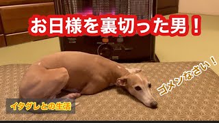 【イタグレの日常】お日様を裏切ったイタグレ#shorts