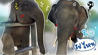 บัวบานกระวนกระวาย❗️พ่อหายไปครึ่งวัน😂elephantnt