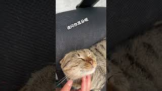 鬼迷日眼的#撸猫第一视角