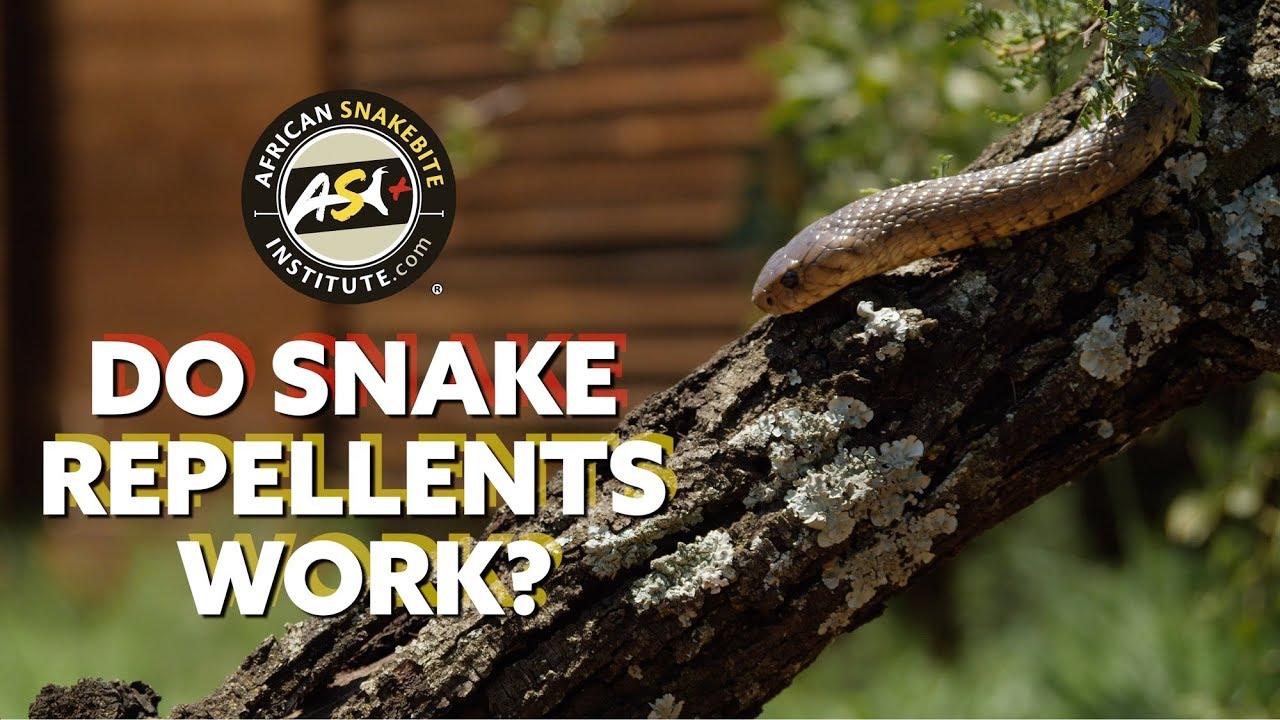 Do Snake Repellents Work? - YouTube