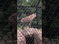 shorts アラ 呼ばれたかしらっとイトゥバちゃん♪ ブチハイエナ　千葉市動物公園にて　2022年3月2日