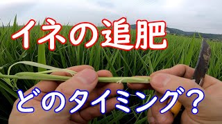 イネの追肥のタイミングとは